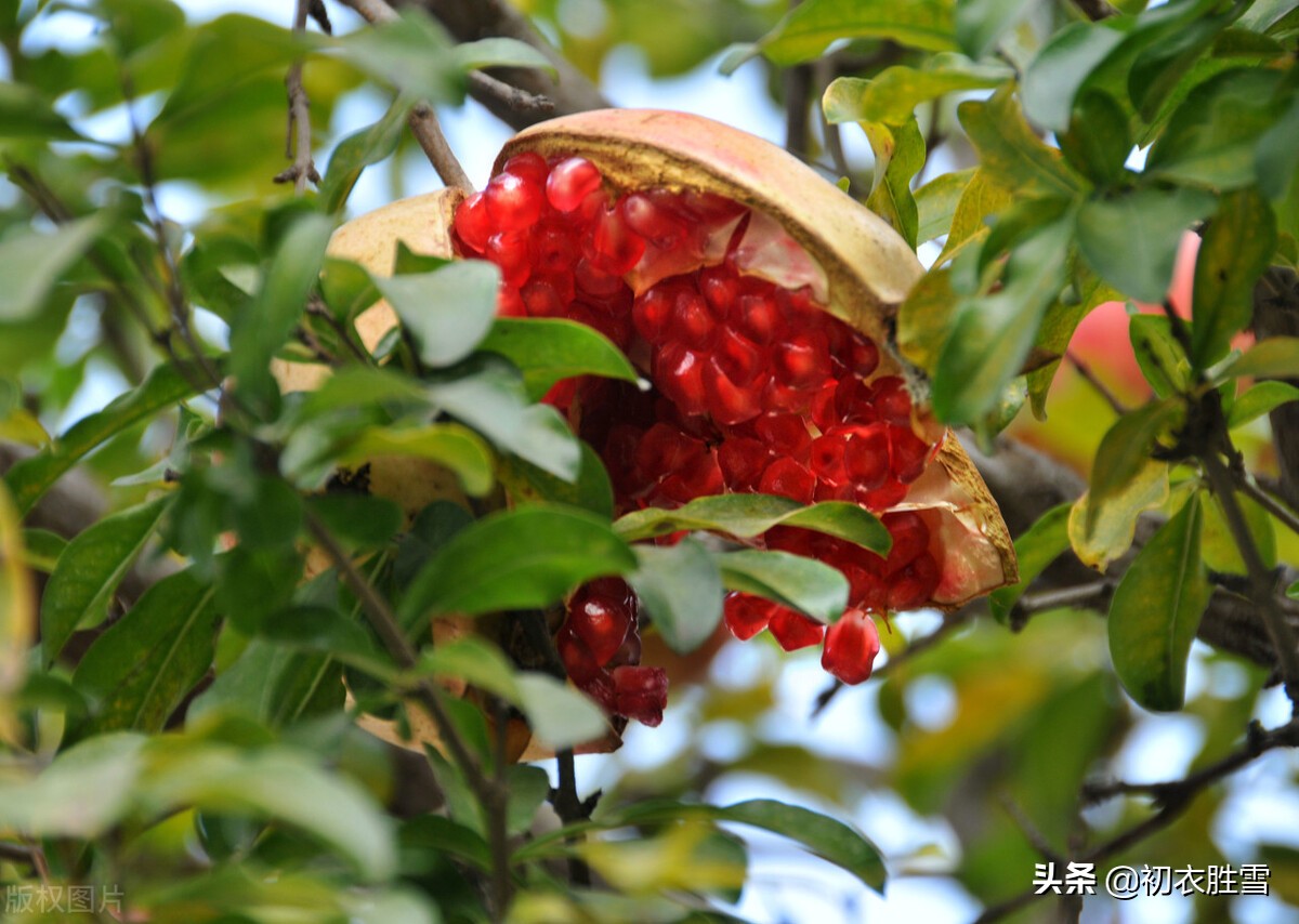 生如夏花，立夏赏读六首石榴花诗，炎炎日正午，灼灼火俱燃