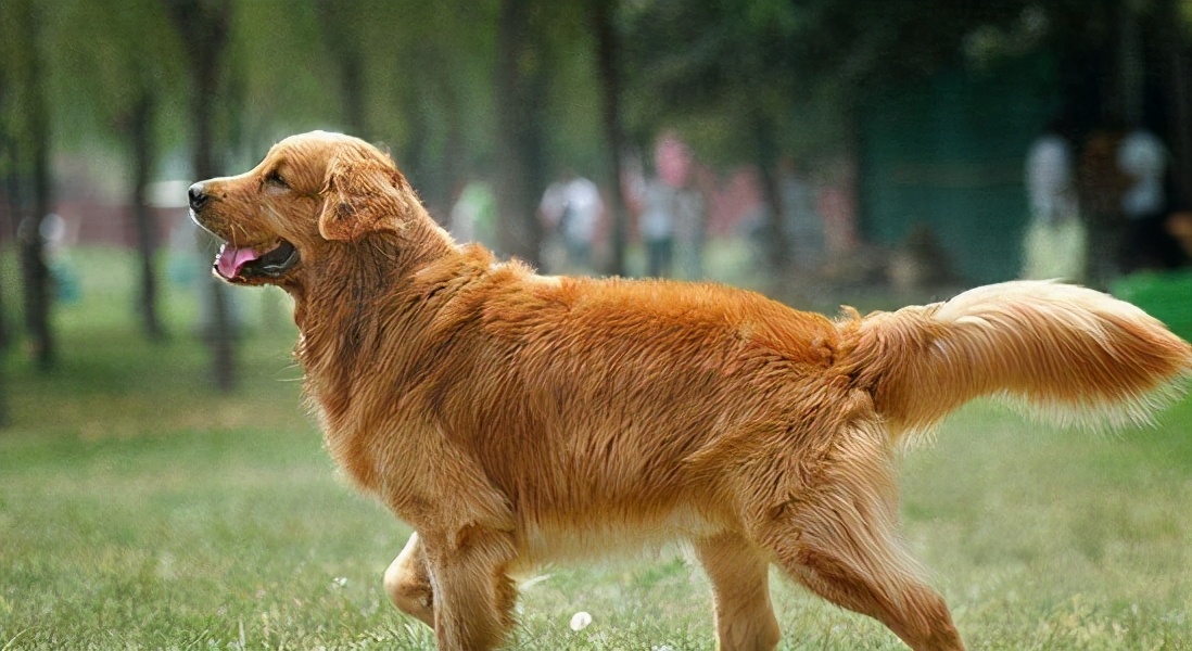 "纯种金毛"才有的6个特点,串串一眼就被看出来了