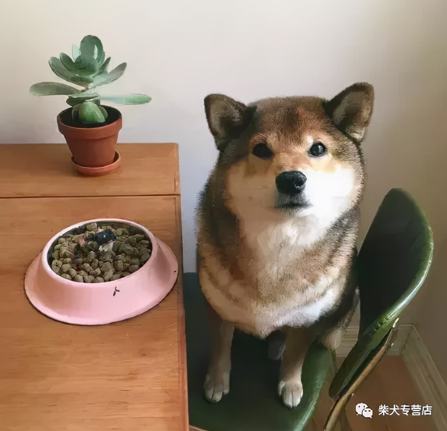 柴犬小課堂之胡麻柴 柴犬本柴 Mdeditor