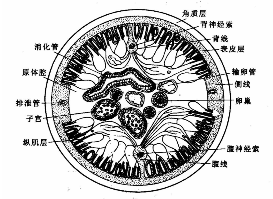 几十年前，几乎人人肚子里都有的蛔虫，为何现在没有人听说过了？