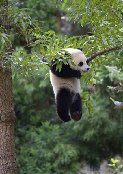 熊猫濒临灭绝的真相！国外为何独爱熊猫？怪不得国宝那么难借