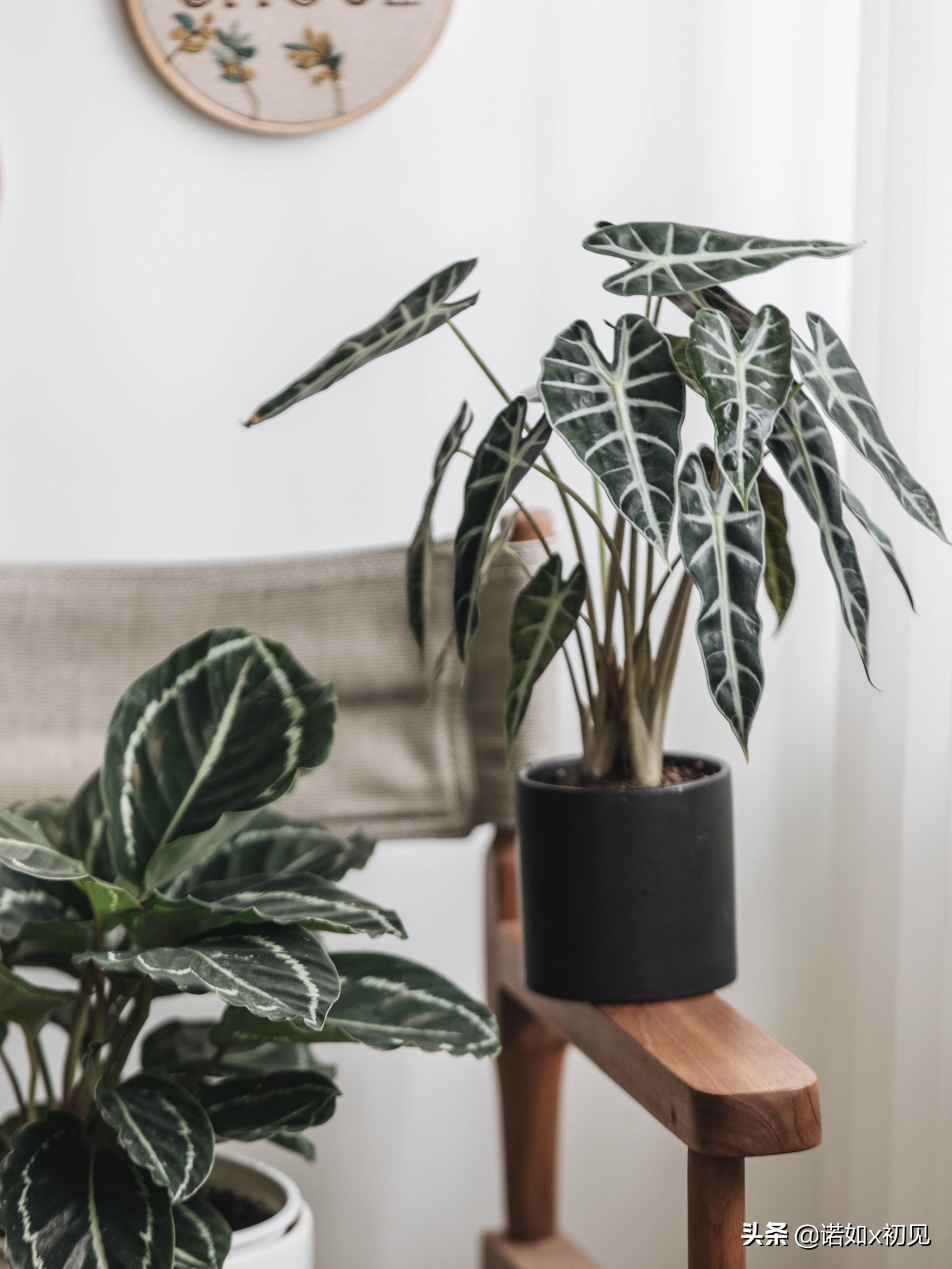 大仙女海芋(大仙女海芋的养殖方法和注意事项) - 直播好站