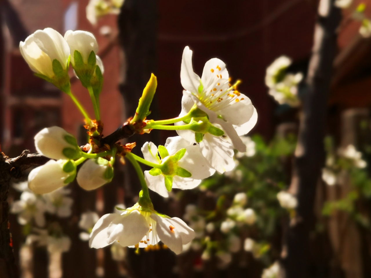 小院春天早到来，桃花李花递次开｜七绝十首·为家园春色而作