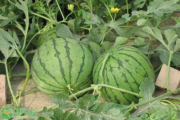 黄瓤西瓜是不是转基因食品？黄瓤西瓜与红瓤西瓜的区别