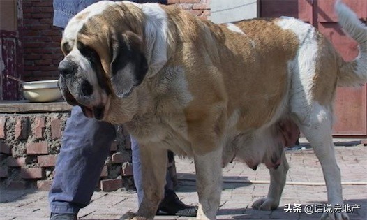 最大的拉狗 一隻聖伯納達犬 曾經拉過2993 71公斤的重量 天天看點