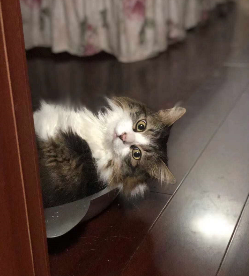 十款适口性好的猫粮推荐