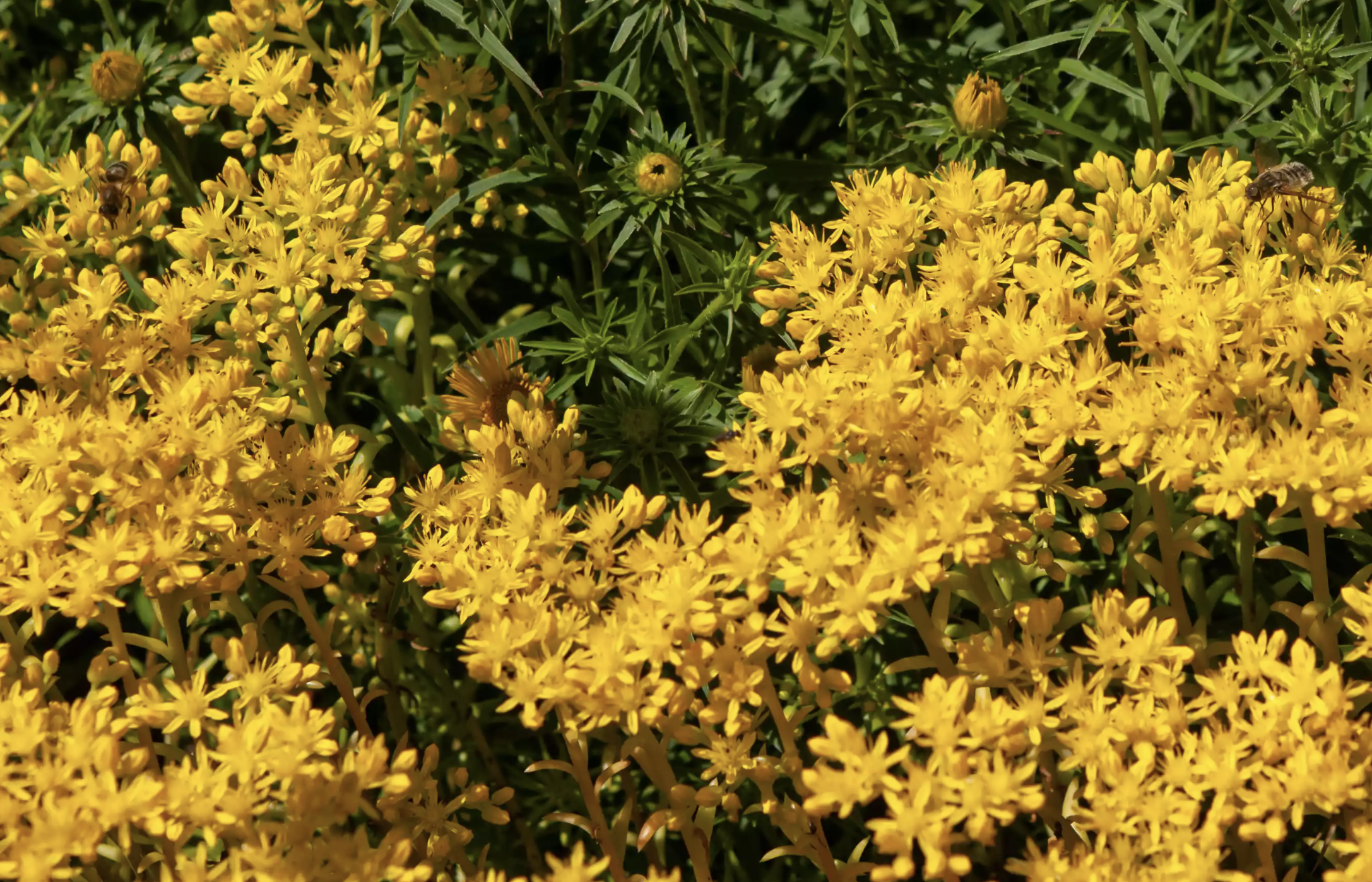 矮灌木有哪些 低矮灌木丛-诚智百科网