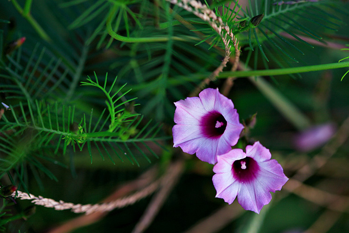 春季播种绿篱植物,不妨试试羽叶茑萝,花期满园都是小星星