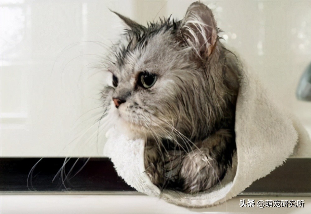 养一只美短猫基本需要什么？