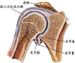 肩部训练时，肩部关节总是弹响？该如何正确练肩呢？