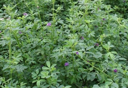 6種高產易種植的牧草，一年可收割多次，種1次可連著收10年