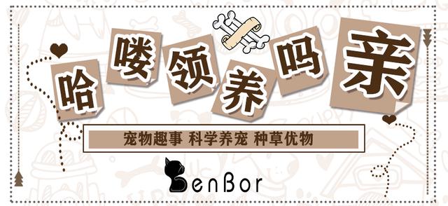 真的会有不会踩奶的猫吗？小猫咪踩奶的7种情况，主人快来了解