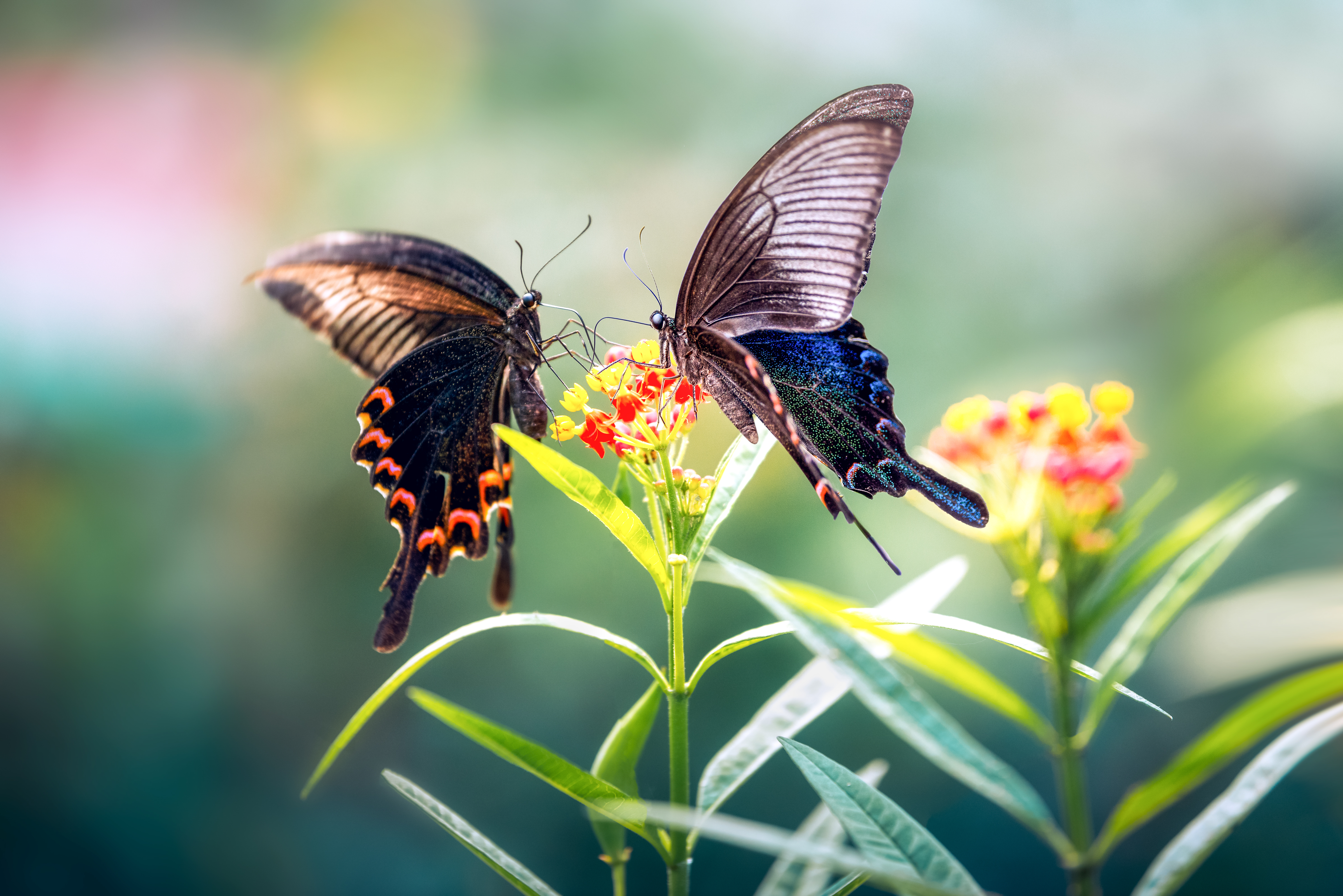 虫子是怎么变成漂亮的蝴蝶的？