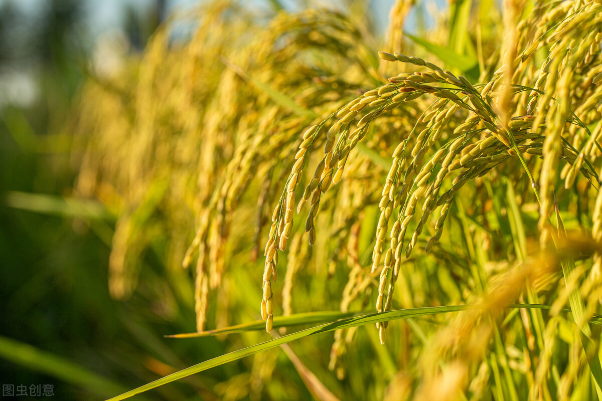 粮价要变天？玉米低位波动，麦价继续坚挺，大豆、水稻何时走高？