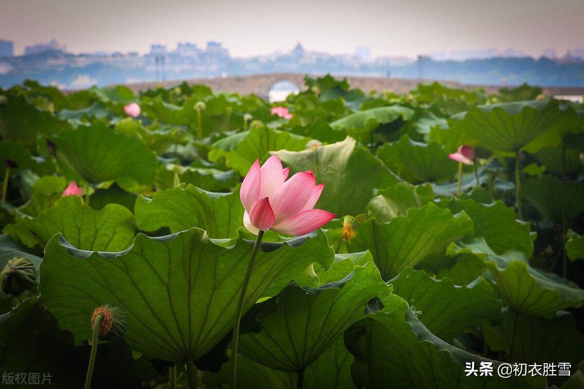 西湖荷花诗词五首：日出江花红胜火，映日荷花别样红