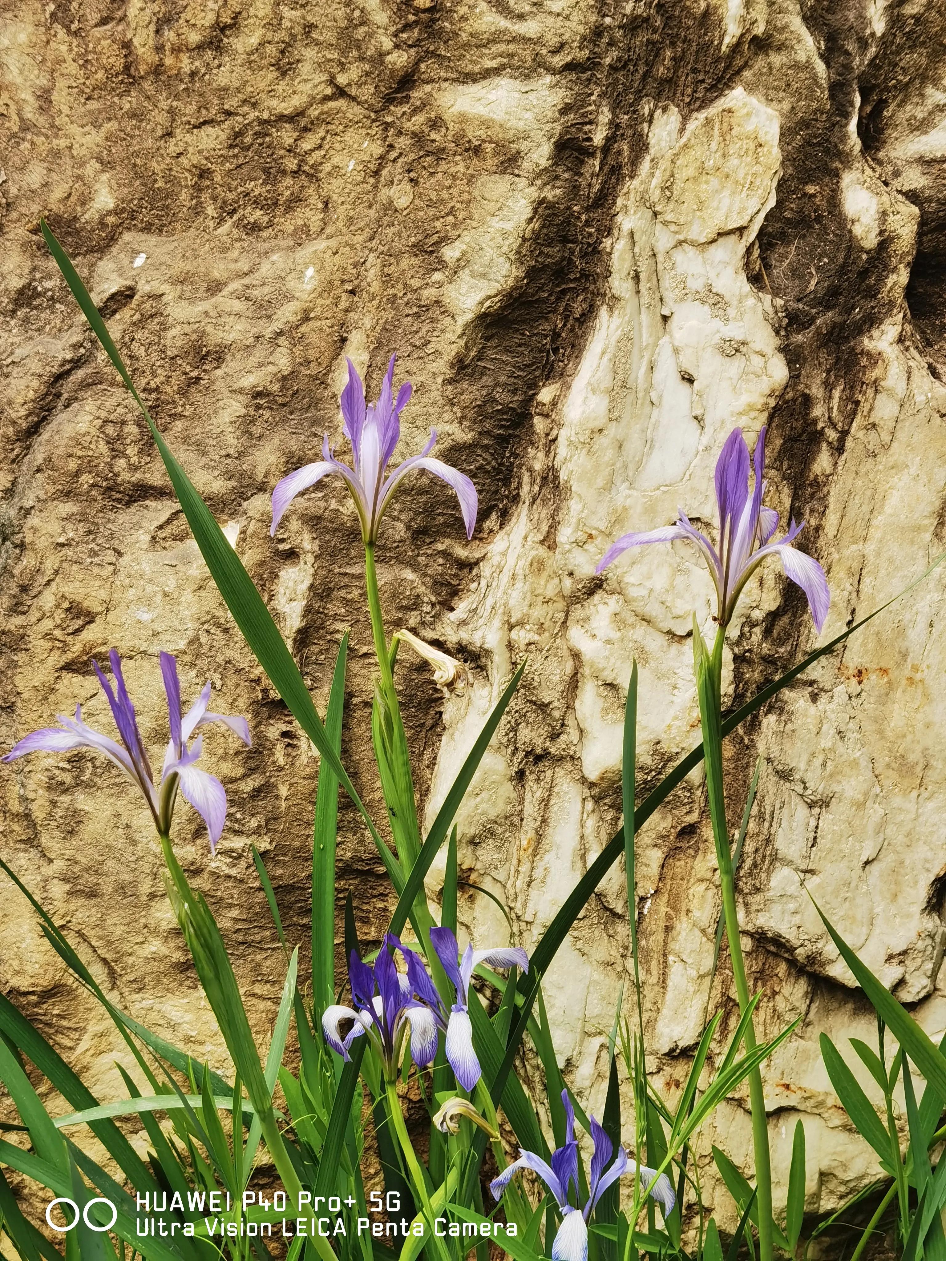 每日一诗《过零丁洋》