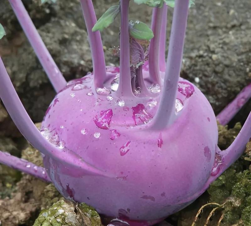 苤蓝记忆深处家乡的味道