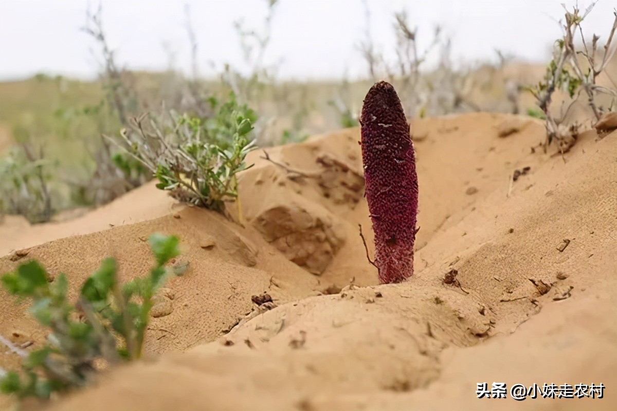沙漠里的一种植物，人称不老草，被炒作千元一斤，真有神奇作用吗
