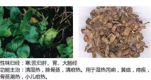 300个中草药图谱（附主治功效），知道一半就太牛了（上）