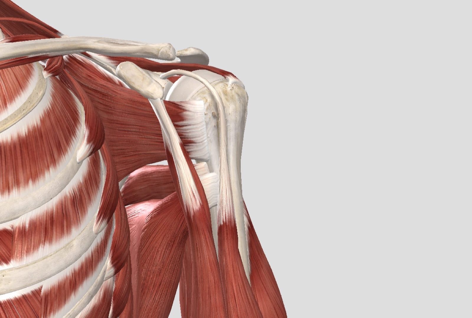 冈下肌,肩胛下肌,小圆肌),人体表面可见的肩关节肌肉最著名的就是三角