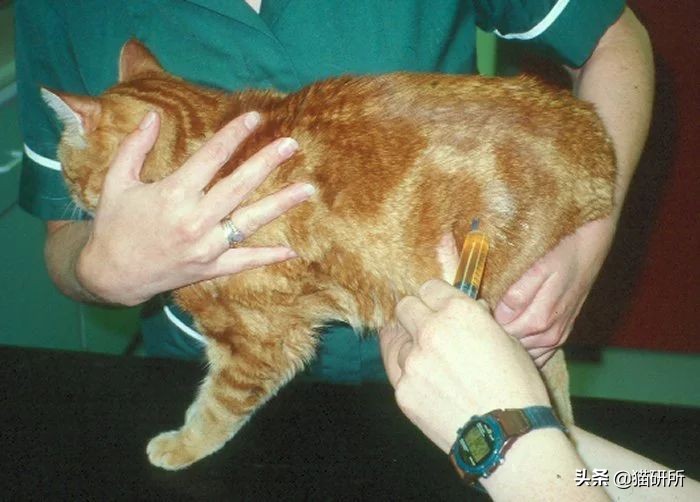 尿闭、尿血...猫咪泌尿问题反反复复，可能是弄混了这3种病