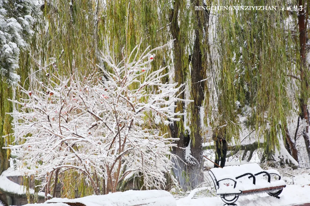 冰城暴雪冻雨之时，却让哈尔滨成为冬的水墨画卷