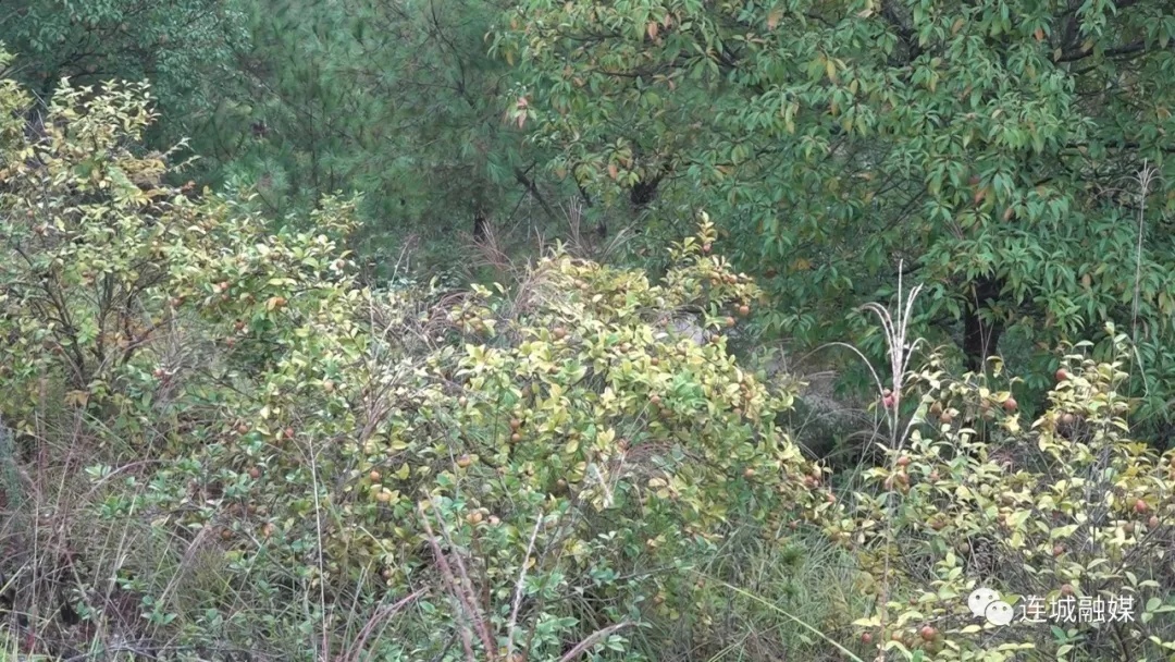 「全面推進(jìn)鄉(xiāng)村振興」連城四堡：油茶豐收采摘忙 碩果累累助增收