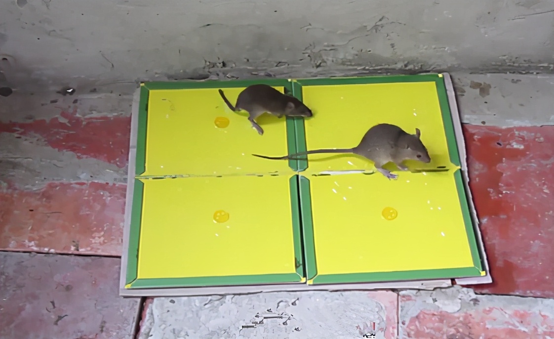 老鼠粘鼠板怎么养正确方法「专业回答」 -骁龙网