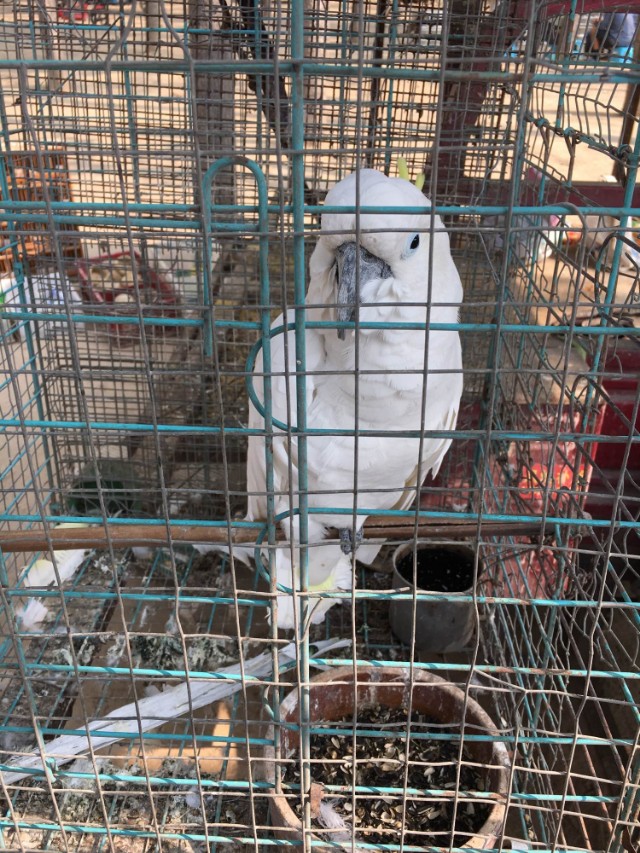 鸟市蓝眼葵花鹦鹉，仅卖6千元可惜一只脚，大家说要不要买？