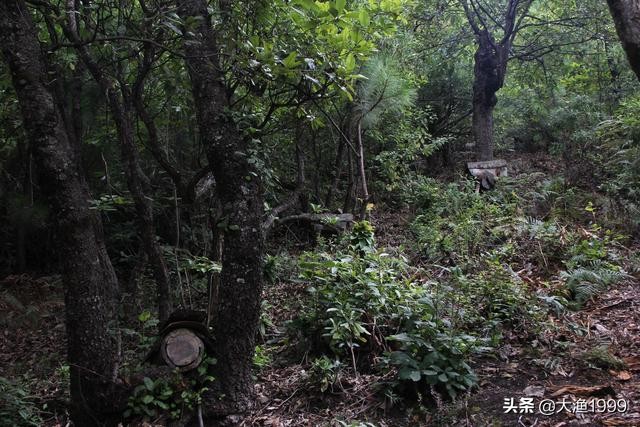 寻找最天然蜂蜜：到云南维西傈僳山寨品尝百花野蜂蜜