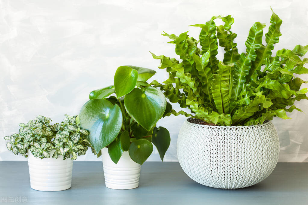 100种适合室内种植的花卉植物,颜值高、易打理,慢慢观赏慢慢看
