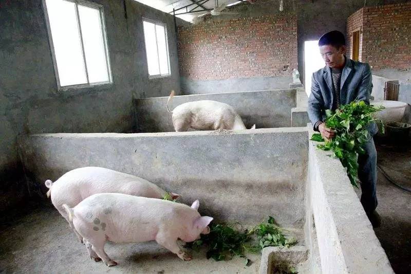 “養豬場”招人，研究生年薪18萬起，網友：想養豬都不配？