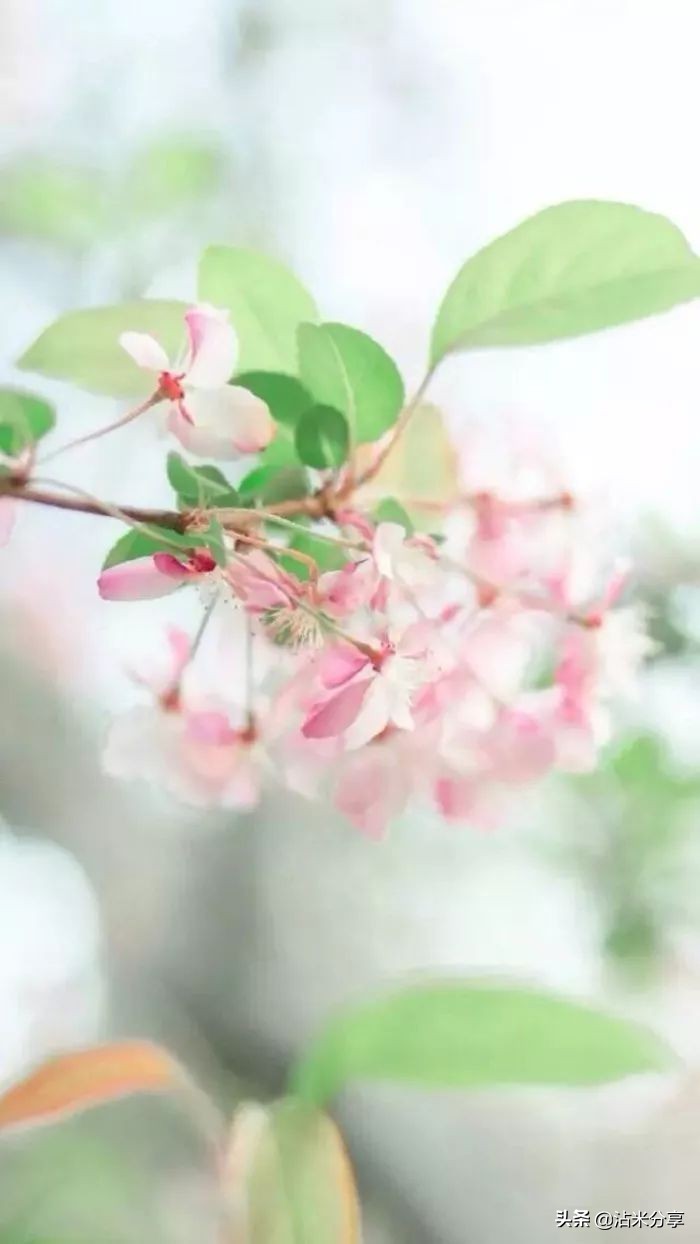 痛失所爱：爱情伤痕与心灵愈合之路