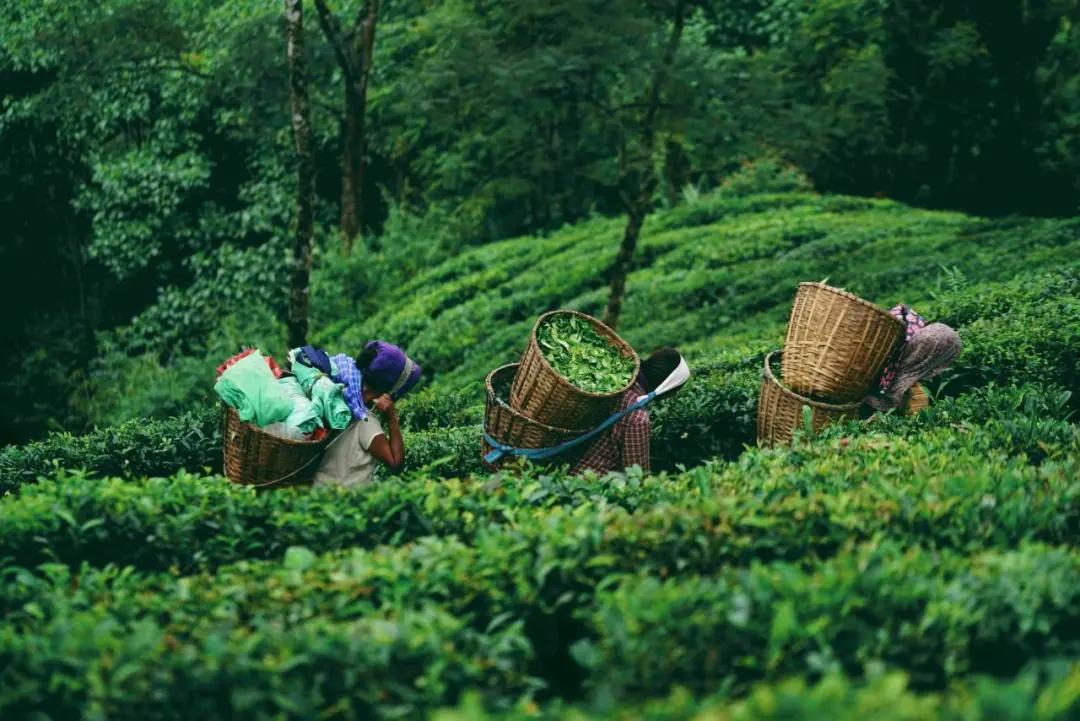 斯里兰卡红茶价格（细品世界四大红茶各有各的风味）