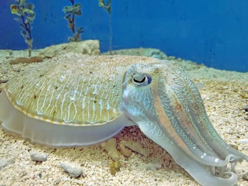 雌性乌贼拥有棕色的斑点和更短的足,而这非常便于小型雄性乌贼的模仿