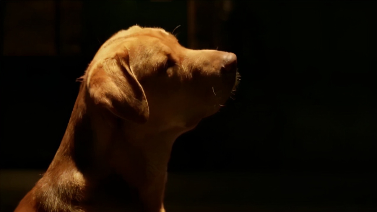 狗王带274条恶犬复仇人类,背后原因没想到,建议只看一遍的电影