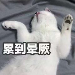 猫生气了表情