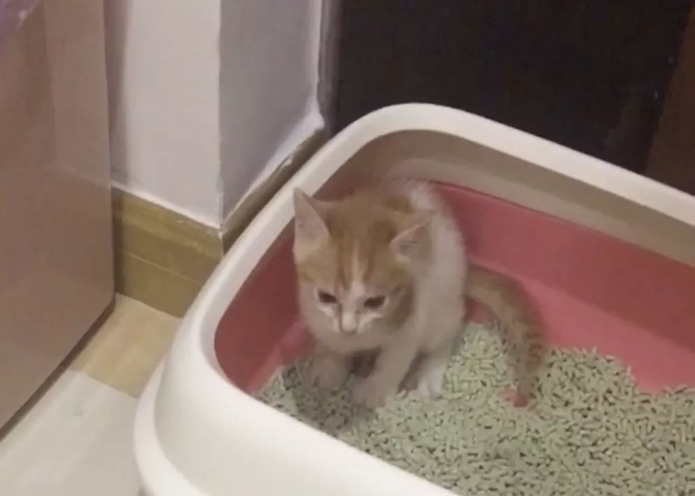 猫咪为什么拉肚子？找对原因就能轻松治愈