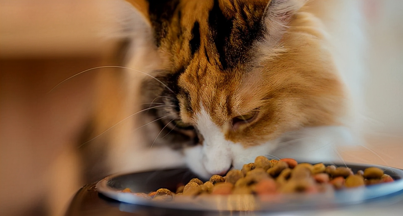 猫咪掉毛怎么办（撸猫一时爽，掉毛“火葬场”，猫咪掉毛严重怎么办？）