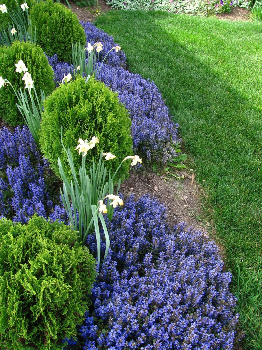 7种最好用的地被植物丰富花境花园色彩控制杂草