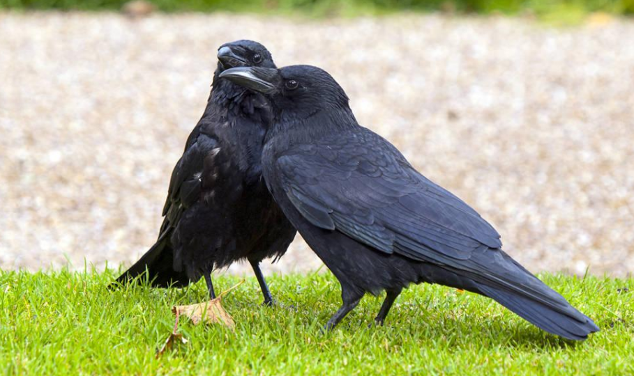 天下乌鸦都一般黑吗?为何说乌鸦喜欢耍流氓?