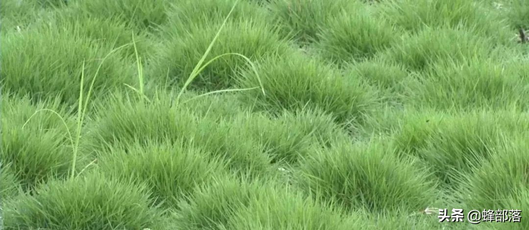 农业农村部：2021年耕地补贴1205亿，直补到户，看看哪些人受益？