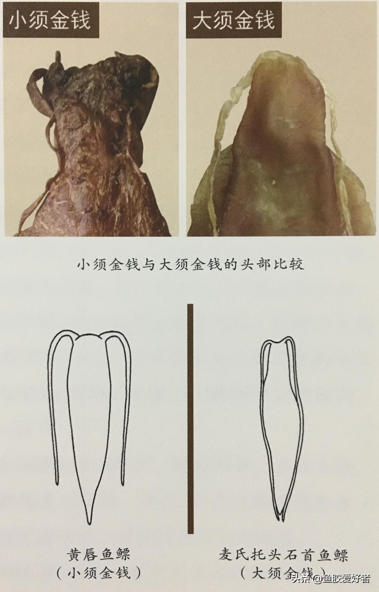 魚膠界的勞斯萊斯：金錢鰵魚膠為什麽能排在第一，真有這麽神奇嗎