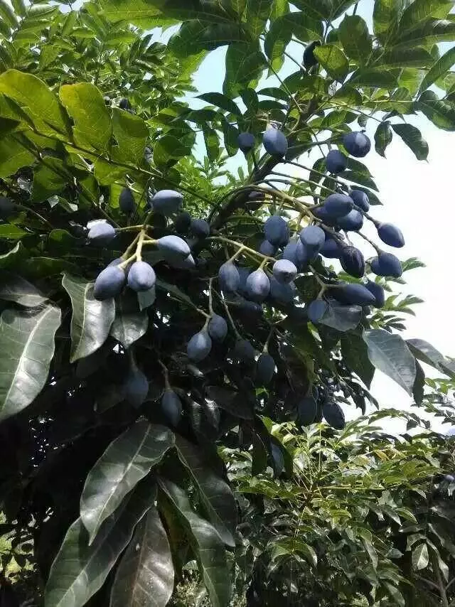 广西90后儿时记忆中的美食-榄角!