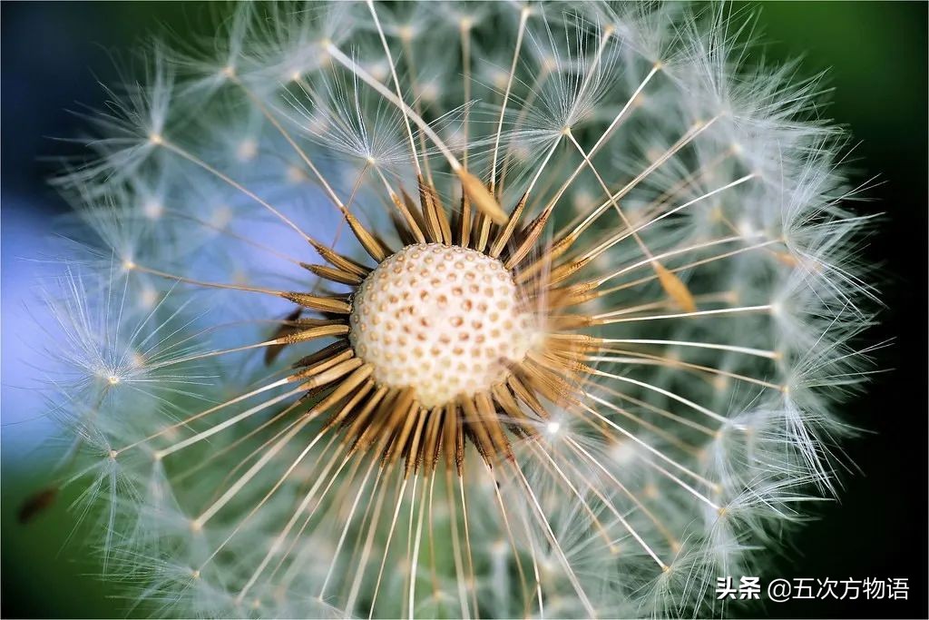 蒲公英的果实