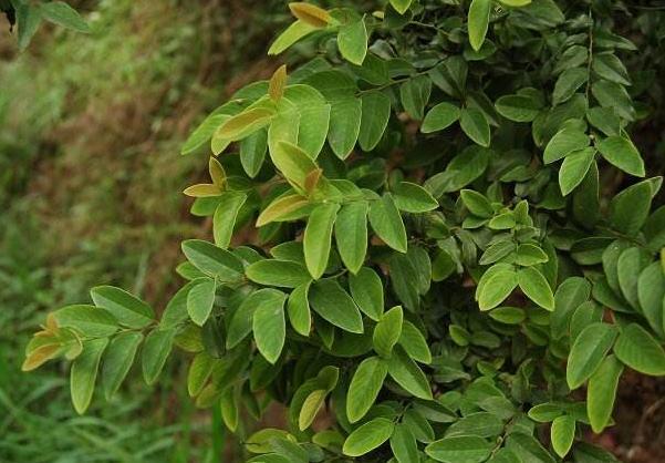 农村1种"寄生树",号称"铁包金",果实珍贵,树根更是稀罕物