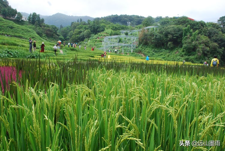 一片五彩稻田，让深藏山中的核桃箐蜚声昆明，青山、绿水，这都有