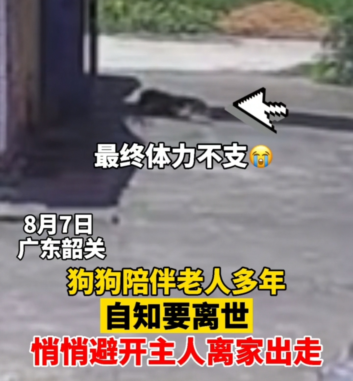 广东：陪伴主人近20年的狗，弥留之际偷偷离开，走到门口就倒下了