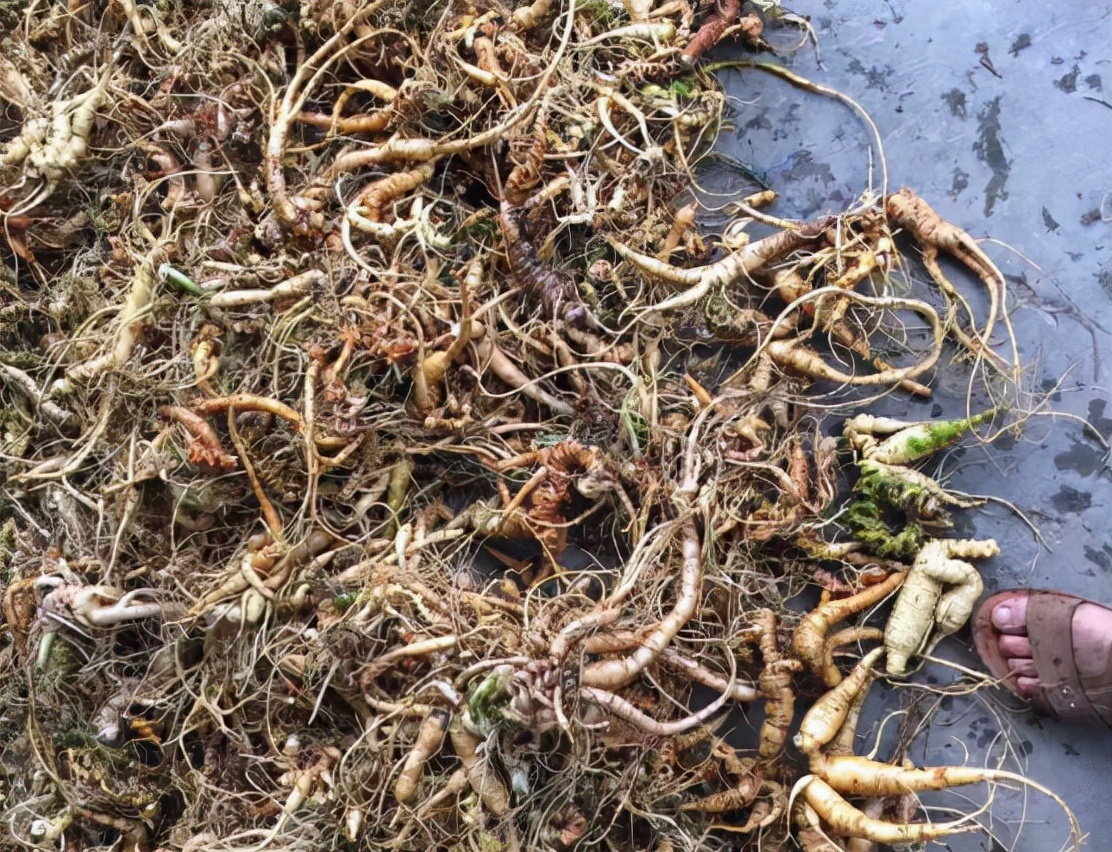 它叫"竹节参":过去没人挖,如今野生罕见了,种植的每斤150元