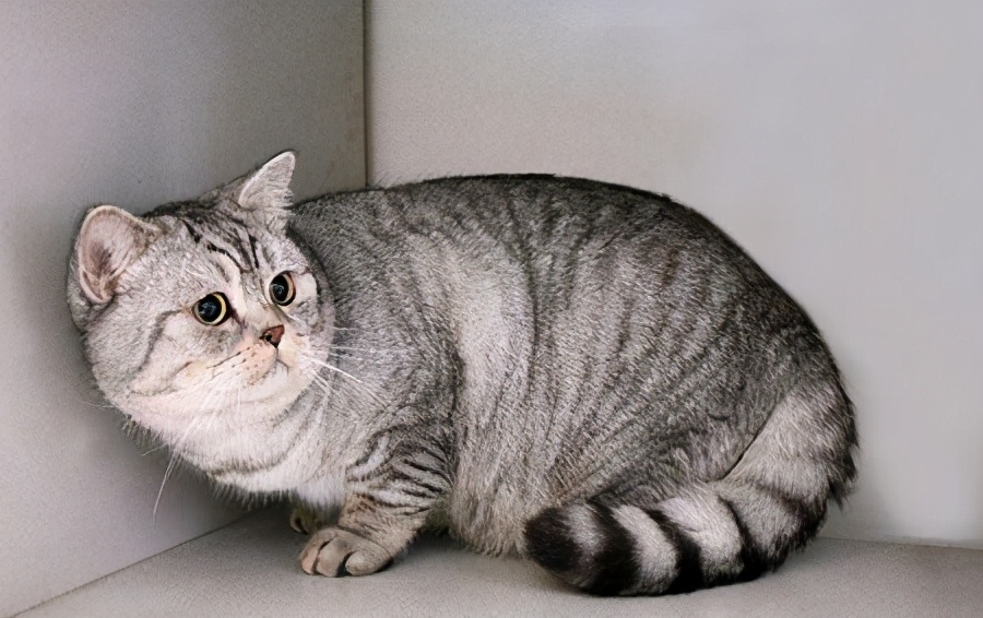 英国短毛猫常见的7种毛色,你家养的是哪种?